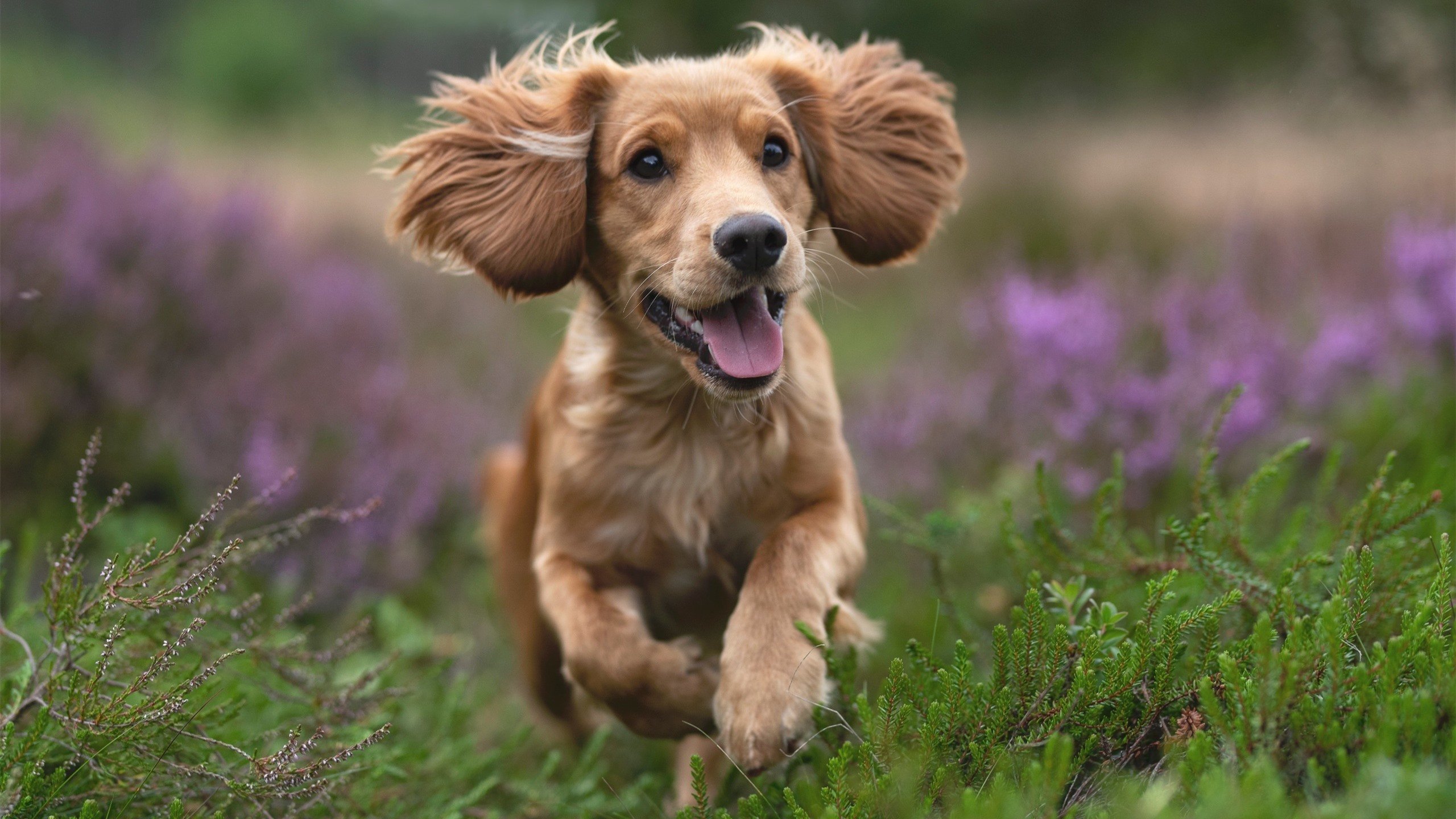 冰与火之歌，爵士封锁热火，利拉德加冕关键先生